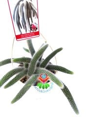 Maymun Kuyruğu Kaktüs, Hildewintera Colademononis, Monkey Tail, Askılı 12 cm Saksı Sarkan Nadir Tür