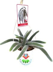 Maymun Kuyruğu Kaktüs, Hildewintera Colademononis, Monkey Tail, Askılı 12 cm Saksı Sarkan Nadir Tür