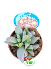 Faucaria Bosscheana 8,5 cm Saksılı Beyaz Renk Kenarları Pembeleşen Sukulent