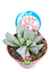 Faucaria Bosscheana 8,5 cm Saksılı Beyaz Renk Kenarları Pembeleşen Sukulent
