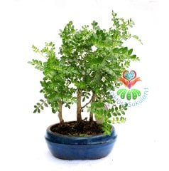 Chinese Pepper Bonsai-İç Mekan-Minik Yapraklı- 3 Kök-Kalın Gövdeli-Nette En Uygun Fiyat