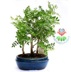 Chinese Pepper Bonsai-İç Mekan-Minik Yapraklı- 3 Kök-Kalın Gövdeli-Nette En Uygun Fiyat