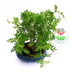 Chinese Pepper Bonsai-İç Mekan-Minik Yapraklı- 3 Kök-Kalın Gövdeli-Nette En Uygun Fiyat