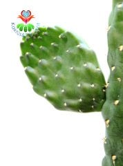 Opuntia Spp. Yılan Derili Ele Batmayan Dikenli Dev Tavşan Kaktüs 25 cm Boy