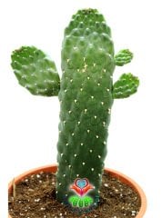 Opuntia Spp. Yılan Derili Ele Batmayan Dikenli Dev Tavşan Kaktüs 25 cm Boy
