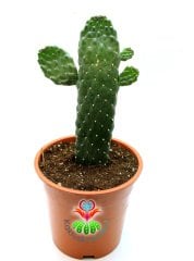 Opuntia Spp. Yılan Derili Ele Batmayan Dikenli Dev Tavşan Kaktüs 25 cm Boy
