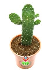 Opuntia Spp. Yılan Derili Ele Batmayan Dikenli Dev Tavşan Kaktüs 25 cm Boy