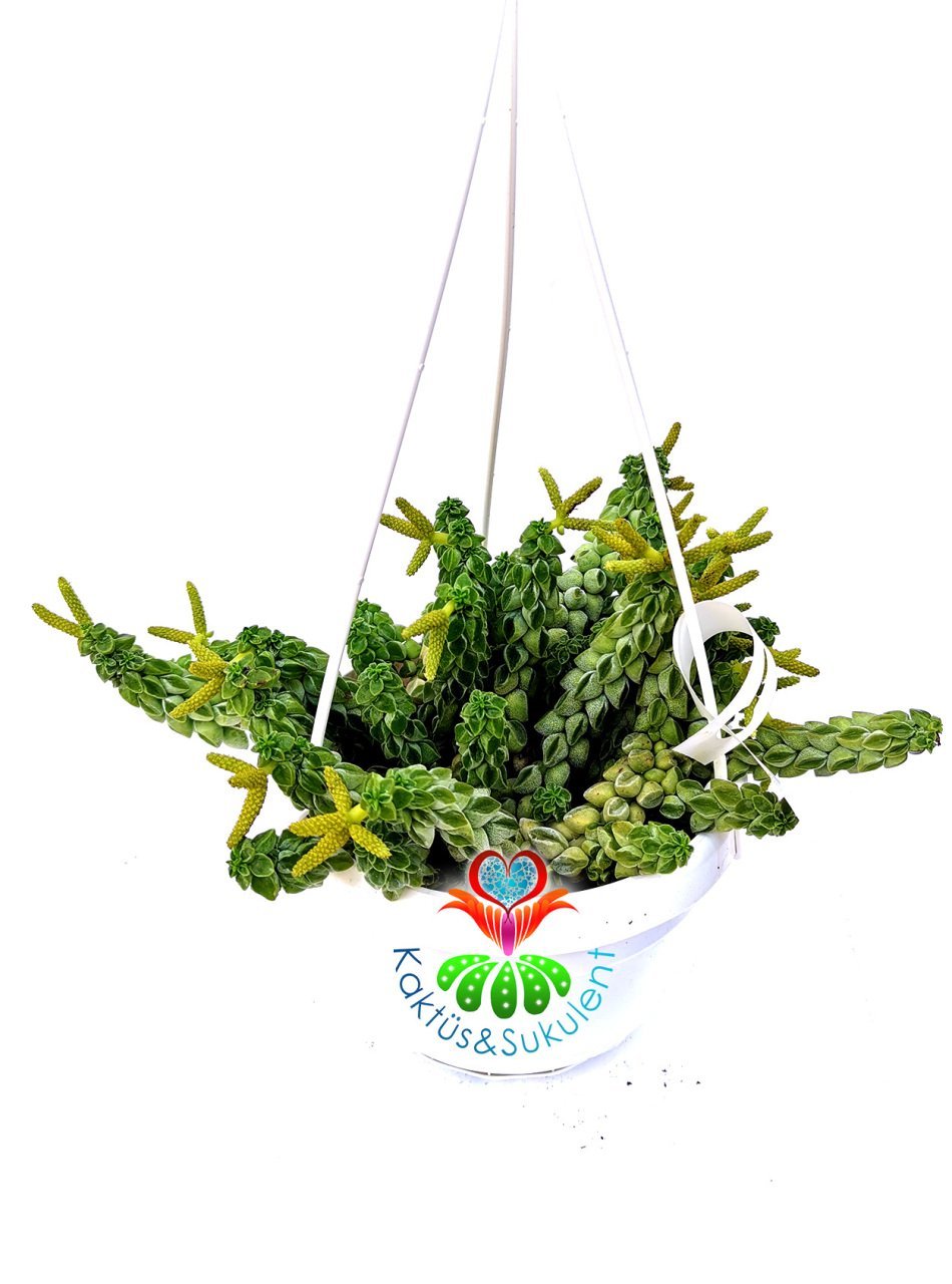Peperomia Dolabriformis var. Glaucescens 12 cm Askılı Saksıda Nadir Sukulent