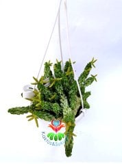 Peperomia Dolabriformis var. Glaucescens 12 cm Askılı Saksıda Nadir Sukulent