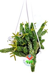 Peperomia Dolabriformis var. Glaucescens 12 cm Askılı Saksıda Nadir Sukulent