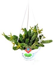 Peperomia Dolabriformis var. Glaucescens 12 cm Askılı Saksıda Nadir Sukulent
