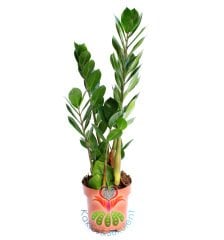 ZuZu Sonsuzluk Bitkisi Zamia Zamioculcas -30+ cm Bitki Uzunluğu-Hava Temizleyici Çiçek