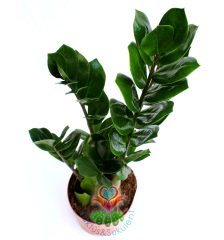 ZuZu Sonsuzluk Bitkisi Zamia Zamioculcas -30+ cm Bitki Uzunluğu-Hava Temizleyici Çiçek