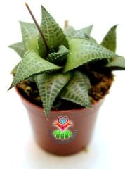 Hawortia Tessella Pürüzsüz Dokulu Desenli Sukulent 5,5 cm Saksılı Sukulent