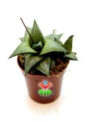 Hawortia Tessella Pürüzsüz Dokulu Desenli Sukulent 5,5 cm Saksılı Sukulent