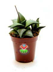 Hawortia Tessella Pürüzsüz Dokulu Desenli Sukulent 5,5 cm Saksılı Sukulent