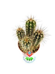Pilosocereus Gounellei 5,5 cm Saksıda En Az 2' li Formda Sütun Kaktüs