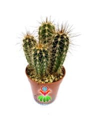 Pilosocereus Gounellei 5,5 cm Saksıda En Az 2' li Formda Sütun Kaktüs