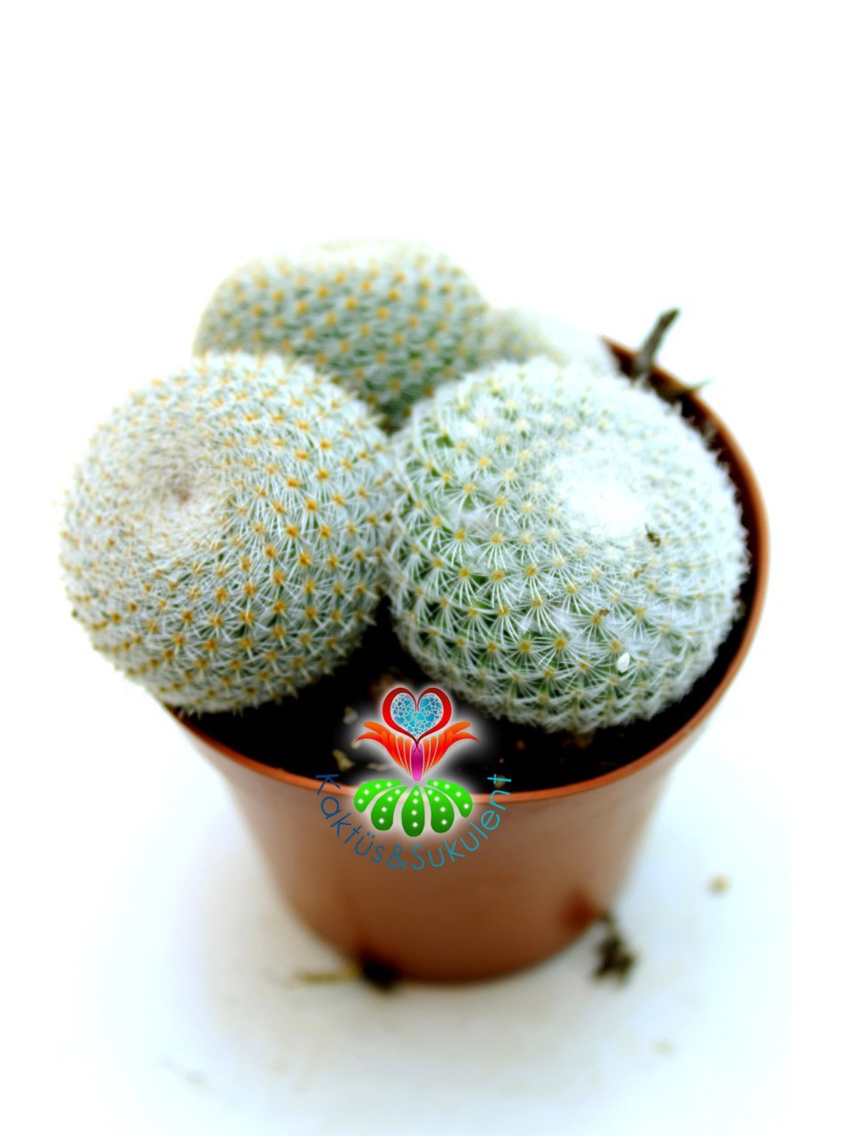 Mammillaria Lanata-Beyaz Top Kaktüs Koyu Pembe Renk Çiçek Açar 8 cm saksıda