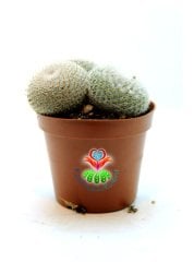 Mammillaria Lanata-Beyaz Top Kaktüs Koyu Pembe Renk Çiçek Açar 8 cm saksıda