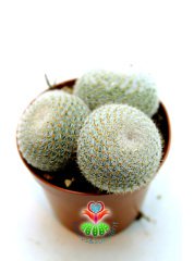 Mammillaria Lanata-Beyaz Top Kaktüs Koyu Pembe Renk Çiçek Açar 8 cm saksıda