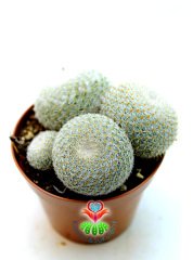 Mammillaria Lanata-Beyaz Top Kaktüs Koyu Pembe Renk Çiçek Açar 8 cm saksıda