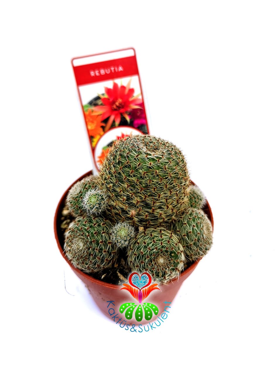 Rebutia Albopectinata Kırmızı Çiçek Açar 5,5 cm Saksılı Nadir tür Kaktüs