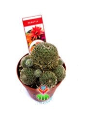Rebutia Albopectinata Kırmızı Çiçek Açar 5,5 cm Saksılı Nadir tür Kaktüs