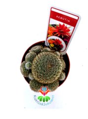 Rebutia Albopectinata Kırmızı Çiçek Açar 5,5 cm Saksılı Nadir tür Kaktüs