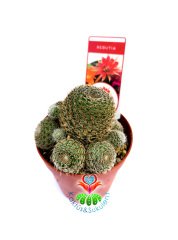 Rebutia Albopectinata Kırmızı Çiçek Açar 5,5 cm Saksılı Nadir tür Kaktüs