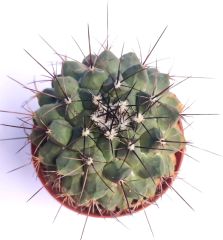 Dikensiz Kaktüs,Mammillaria Polythele 8,5 cm saksıda-Pembe Renk Çiçek Açar