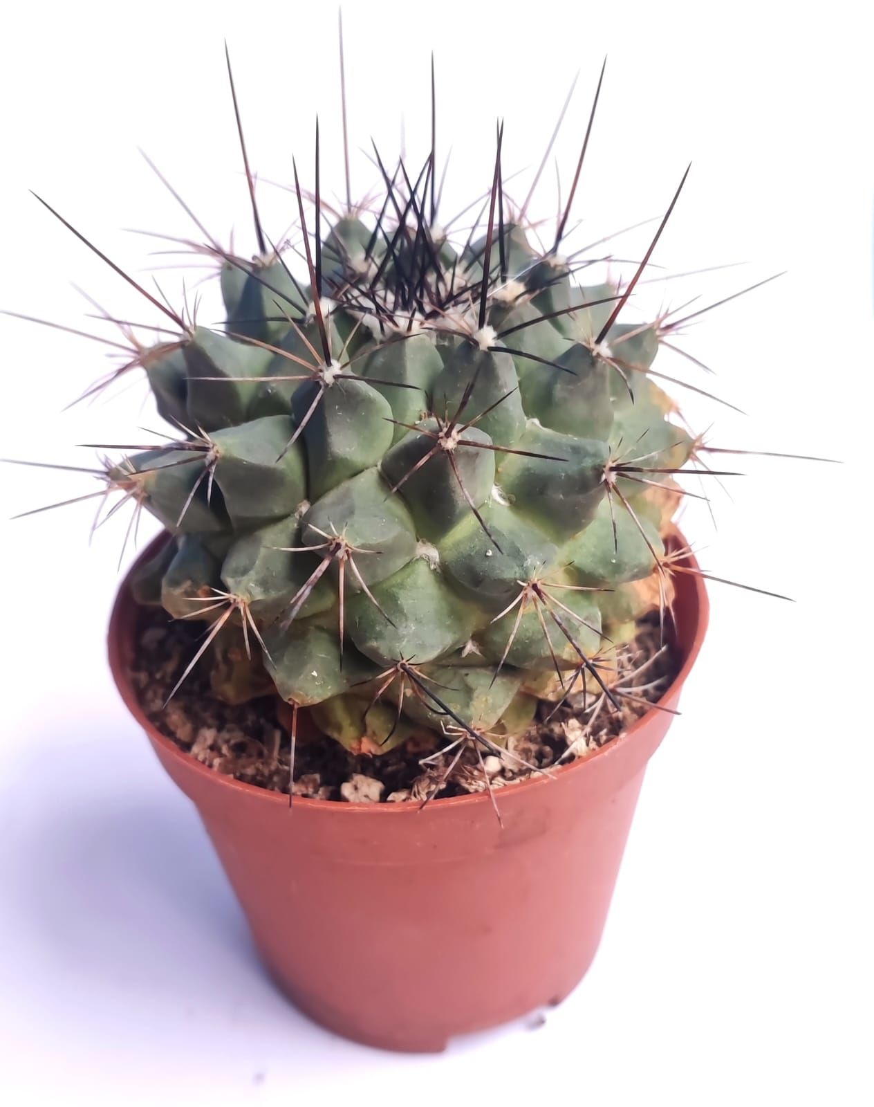 Dikensiz Kaktüs,Mammillaria Polythele 8,5 cm saksıda-Pembe Renk Çiçek Açar
