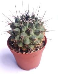 Dikensiz Kaktüs,Mammillaria Polythele 8,5 cm saksıda-Pembe Renk Çiçek Açar