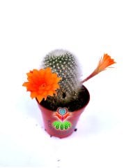 Rebutia Spinosissima Turuncu ,renk Çiçek Açar 5,5 cm saksılı Bol Çiçek Açan Kaktüs