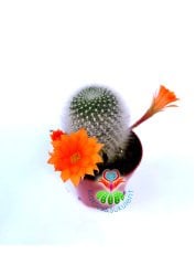 Rebutia Spinosissima Turuncu ,renk Çiçek Açar 5,5 cm saksılı Bol Çiçek Açan Kaktüs