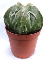 Astrophytum Myriostigma Fukuryu Hakujo  -NADİR TÜR-Sarı Renk Çiçek Açar- 8,5 cm saksı dolusu