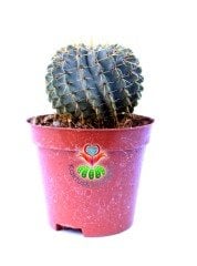 Notocactus Buiningii -Dev Sarı Renk Çiçek Açar 8,5 cm saksıda