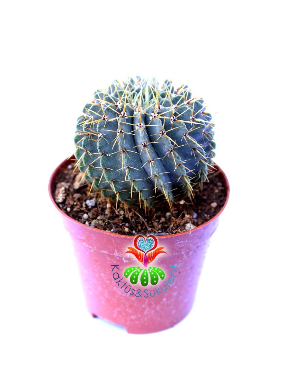 Notocactus Buiningii -Dev Sarı Renk Çiçek Açar 8,5 cm saksıda