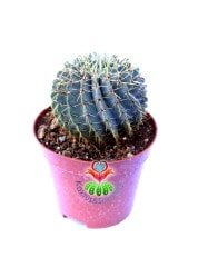 Notocactus Buiningii -Dev Sarı Renk Çiçek Açar 8,5 cm saksıda