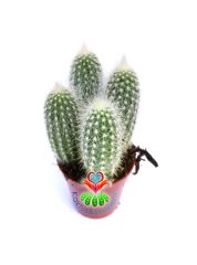 Maymun Kuyruğu -Cleistocactus Strausii - 5,5 cm Saksıda kaktüs
