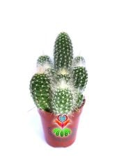 Maymun Kuyruğu -Cleistocactus Strausii - 5,5 cm Saksıda kaktüs