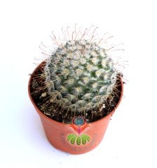 Mammillaria Bombycina-Pembe Renk Çiçek Açar-Kanca Dikenli-8,5 cm saksıda-Teraryum, Sukulent