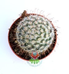 Mammillaria Bombycina-Pembe Renk Çiçek Açar-Kanca Dikenli-8,5 cm saksıda-Teraryum, Sukulent