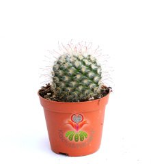 Mammillaria Bombycina-Pembe Renk Çiçek Açar-Kanca Dikenli-8,5 cm saksıda-Teraryum, Sukulent