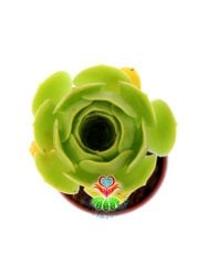 Aeonium Arboreum -Yeşil Renk Sıradışı Sukulent- 8,5 cm Saksıda