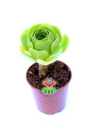 Aeonium Arboreum -Yeşil Renk Sıradışı Sukulent- 8,5 cm Saksıda