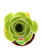 Aeonium Arboreum -Yeşil Renk Sıradışı Sukulent- 8,5 cm Saksıda