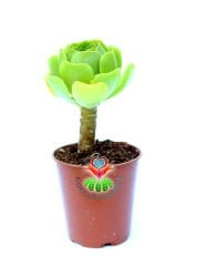 Aeonium Arboreum -Yeşil Renk Sıradışı Sukulent- 8,5 cm Saksıda