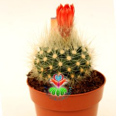 Notocactus Rubibuenekeri Kırmızı Çiçekli Tomurcuğu Üzerinde 8,5 cm Saksıda -Beyaz Dikenli Kaktüs