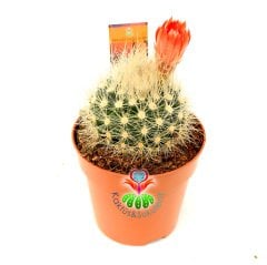 Notocactus Rubibuenekeri Kırmızı Çiçekli Tomurcuğu Üzerinde 8,5 cm Saksıda -Beyaz Dikenli Kaktüs